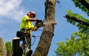 Urban Timber Tree Service: Expert Tree Removal & Trimming in Portland